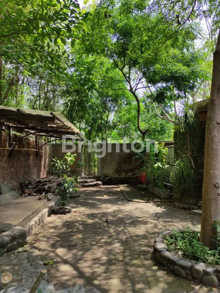 image MOJOPURNO  (5)