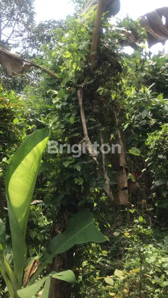 image LEASEHOLD LAND IN BUAHAN TABANAN (3)