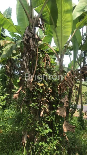 image LEASEHOLD LAND IN BUAHAN TABANAN (4)