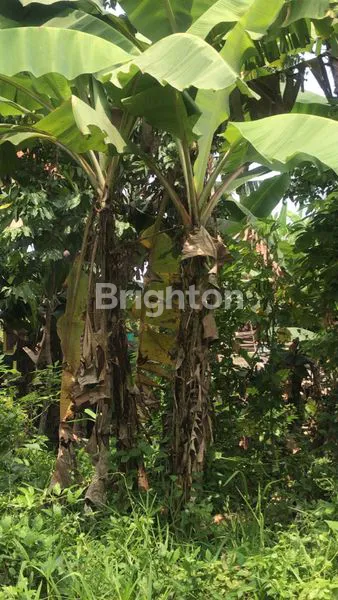 image LEASEHOLD LAND IN BUAHAN TABANAN (5)