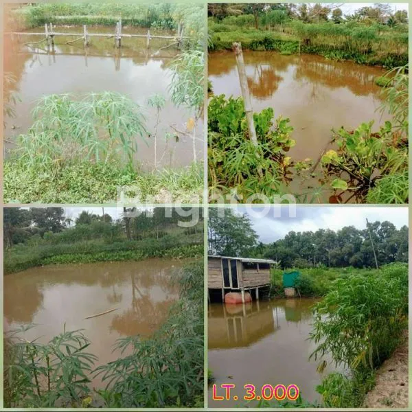Gambar Property TANAH DI LENGKAPI KOLAM IKAN BISA BUAT BISNIS SUKARAMAI SUMATERA SELATAN