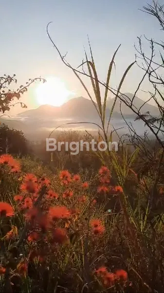 image TANAH PERKEBUNAN AREA KINTAMANI BATUR (2)