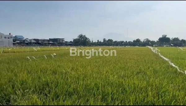 image SAWAH TENGAH KOTA (1)