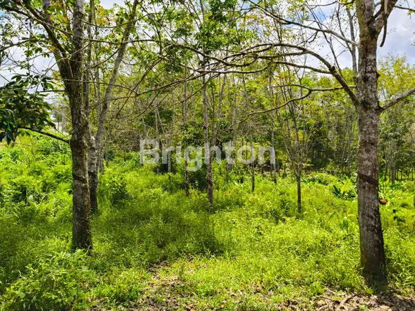 image TANAH DIJUAL RING 3 (5)