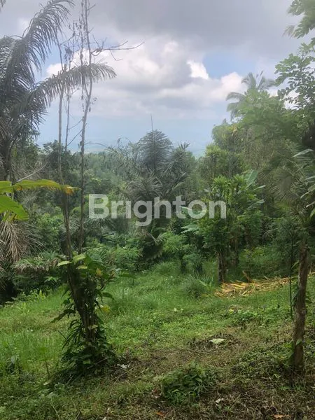 image TANAH KEBUN CENGKEH SUDAH PRODUKTIF , SUDAH SERING PANEN (2)