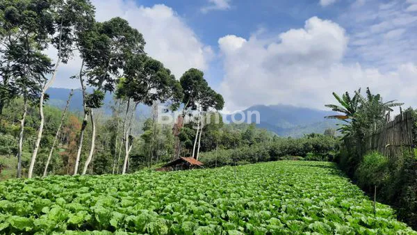image VILLA PUJON BESERTA KEBUN ALPUKAT DAN APEL (3)