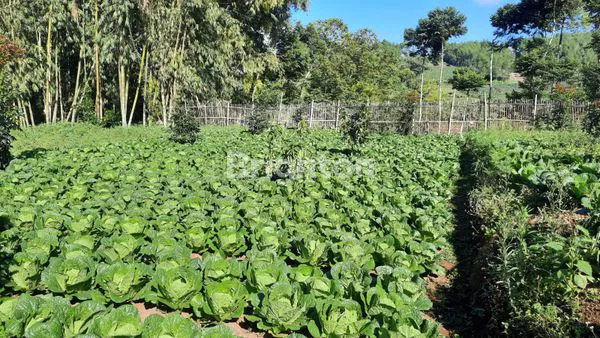 image VILLA PUJON BESERTA KEBUN ALPUKAT DAN APEL (2)