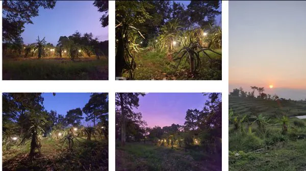 image KEBUN BUAH NAGA DAN DURIAN AKTIF-PACET (1)