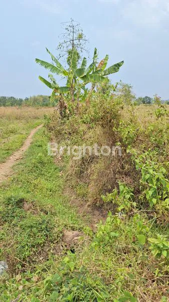 image TANAH INDUSTRI MURAH HARGA DI BAWAH PASARAN SEDIKIT URUG SIAP BANGUN COCOK UNTUK BANGUN GUDANG ATAU RUMAH DINAS DI JALAN RAYA DEKAT JL RAYA TRAWAS - MOJOSARI, MOJOKERTO (6)