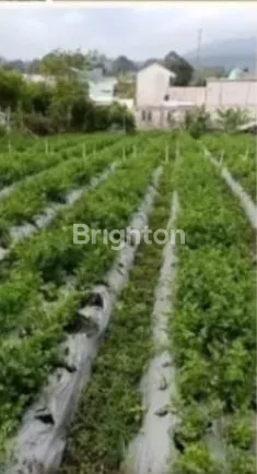 image KEBUN SAYURAN DAN KEBUN BUNGA DAERAH PARONGPONG  (1)