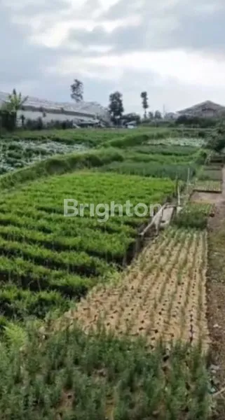 image KEBUN SAYURAN DAN KEBUN BUNGA DAERAH PARONGPONG  (2)