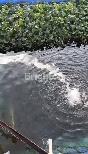 image KEBUN SAYURAN DAN KEBUN BUNGA DAERAH PARONGPONG  (7)