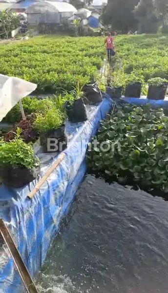 image KEBUN SAYURAN DAN KEBUN BUNGA DAERAH PARONGPONG  (5)