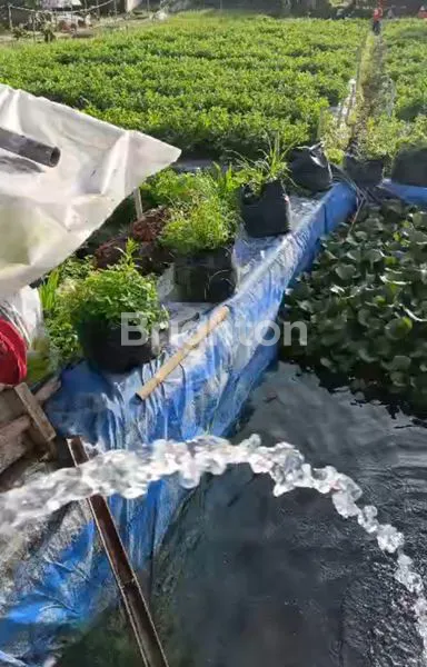 image KEBUN SAYURAN DAN KEBUN BUNGA DAERAH PARONGPONG  (4)