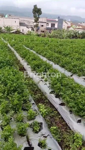 image KEBUN SAYURAN DAN KEBUN BUNGA DAERAH PARONGPONG  (8)
