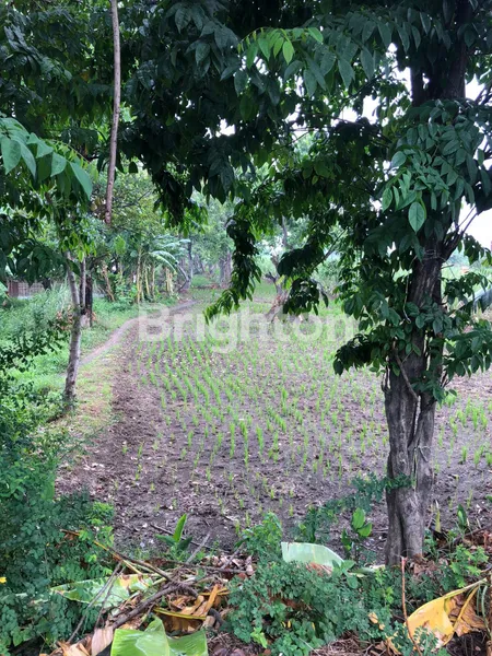 image "KESEMPATAN EMAS! TANAH STRATEGIS DI GRESIK SIAP UNTUK INVESTASI ANDA!" (2)