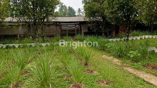 image DIJUAL SEGERA 1 RUMAH + HALAMAN BESAR + KEBUN PALA DAERAH CIKALONG WETAN (5)
