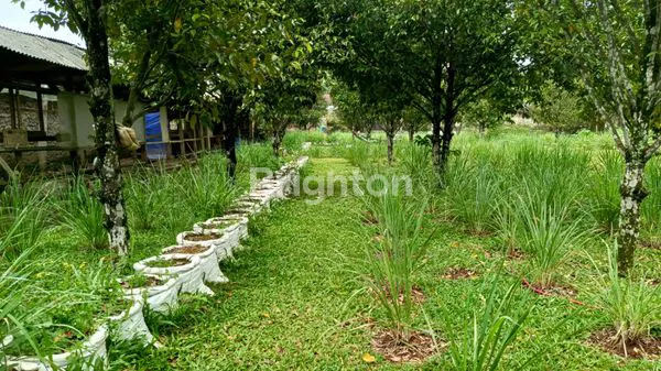 image DIJUAL SEGERA 1 RUMAH + HALAMAN BESAR + KEBUN PALA DAERAH CIKALONG WETAN (6)
