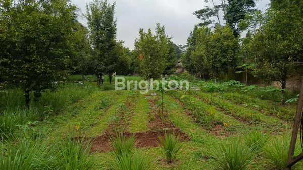 image DIJUAL SEGERA 1 RUMAH + HALAMAN BESAR + KEBUN PALA DAERAH CIKALONG WETAN (7)