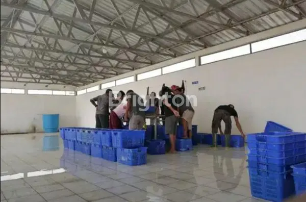 TAMBAK AKTIF 10 HEKTAR DI SITUBONDO