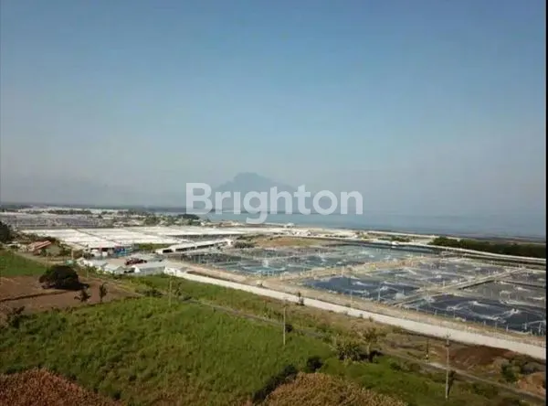 image TAMBAK AKTIF 10 HEKTAR DI SITUBONDO  (6)