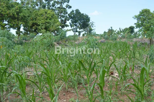 image DIJUAL RUMAH SARANG BURUNG WALET (Y) (3)