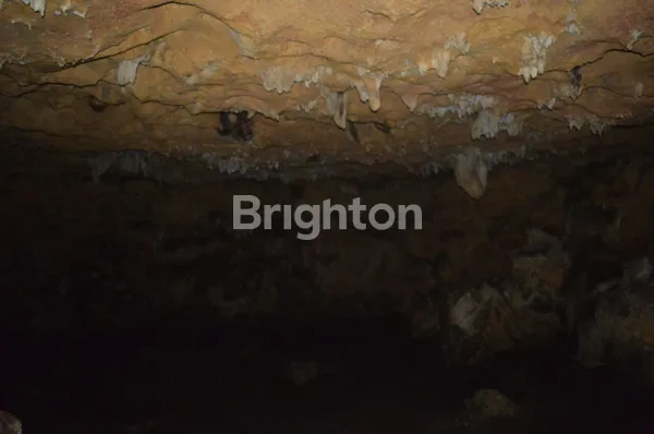 image DIJUAL RUMAH SARANG BURUNG WALET (Y) (7)