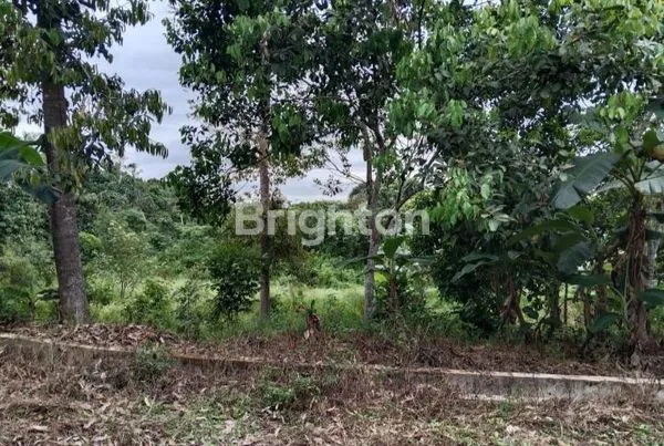 image TANAH DAN KEBUN BUAH DEARAH MAKROMAN (2)