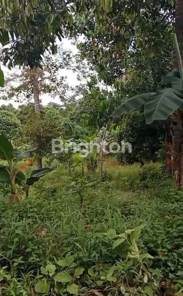 image TANAH DAN KEBUN BUAH DEARAH MAKROMAN (3)