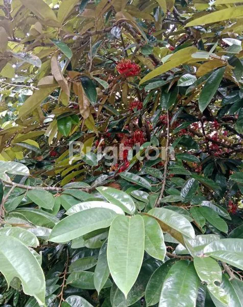 image TANAH DAN KEBUN BUAH DEARAH MAKROMAN (4)