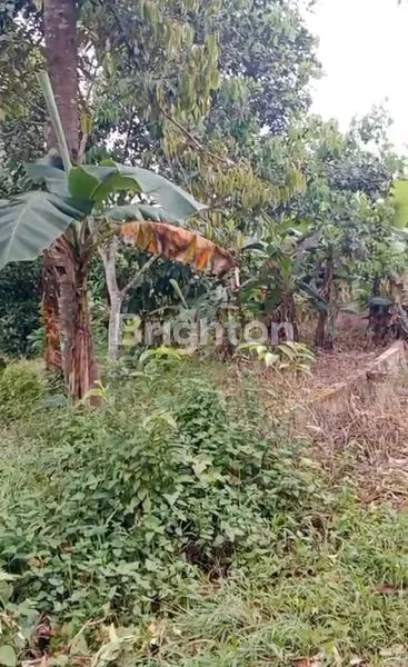 image TANAH DAN KEBUN BUAH DEARAH MAKROMAN (5)