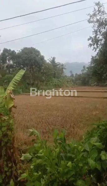 image DIJUAL TANAH DAERAH SINGARAJA.JALAN RAYA POH BERGONG.DESA POH BERGONG SINGARAJA BALI (2)