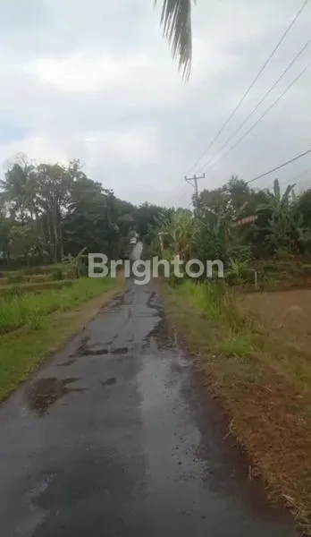 image DIJUAL TANAH DAERAH SINGARAJA.JALAN RAYA POH BERGONG.DESA POH BERGONG SINGARAJA BALI (3)