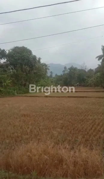 image DIJUAL TANAH DAERAH SINGARAJA.JALAN RAYA POH BERGONG.DESA POH BERGONG SINGARAJA BALI (4)