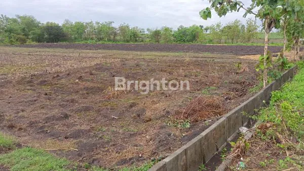 TANAH SAWAH BOJONEGORO