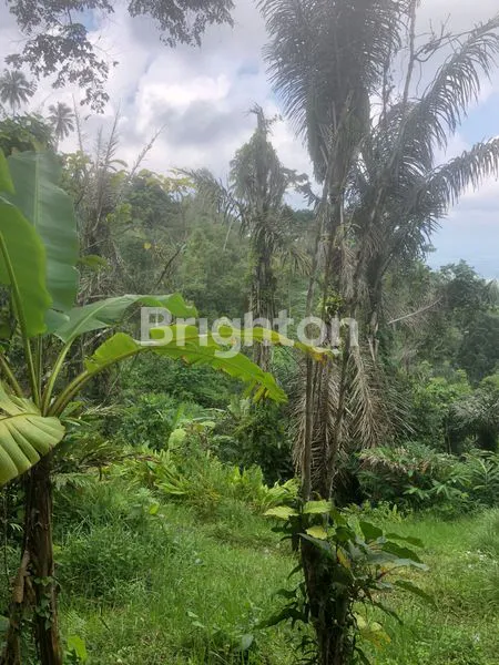 DIJUAL TANAH PERKEBUNAN CENGKEH DI JEMBRANA