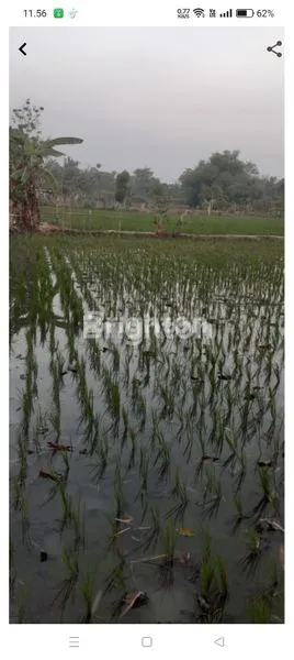image SAWAH YANG SUBUR DI PEDESAAN (1)