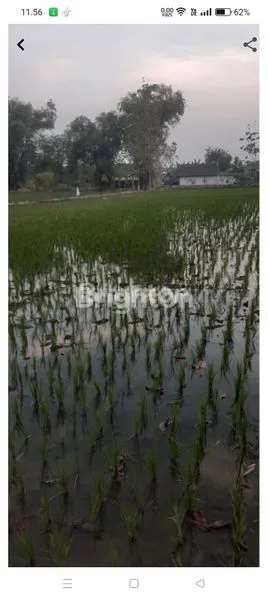 image SAWAH YANG SUBUR DI PEDESAAN (2)