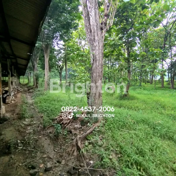 image DIJUAL TANAH BONUS PETERNAKAN AYAM (5)