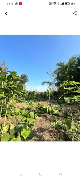 image DI JUAL TANAH (2)