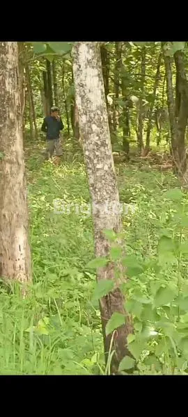 image TANAH PEKARANGAN DEKAT RING ROAD MOJOSONGO (1)