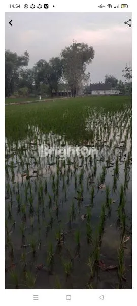 Gambar Property SAWAH YANG SUBUR