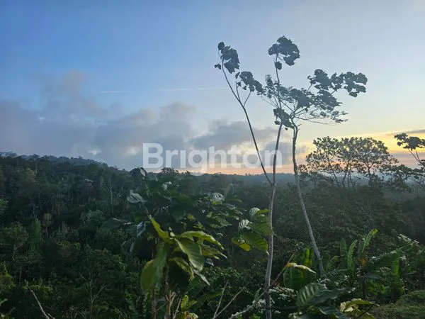image TANAH VIEW BUKIT DI AREA BULELENG (2)