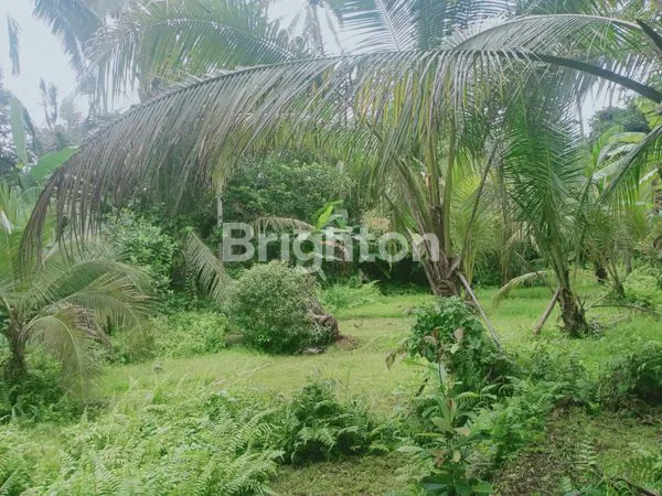 image  TANAH MURAH DEKAT WISATA AIR TERJUN SELEMADEG TABANAN (3)