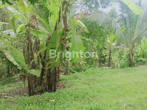 image  TANAH MURAH DEKAT WISATA AIR TERJUN SELEMADEG TABANAN (2)