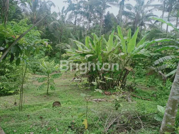 image  TANAH MURAH DEKAT WISATA AIR TERJUN SELEMADEG TABANAN (6)