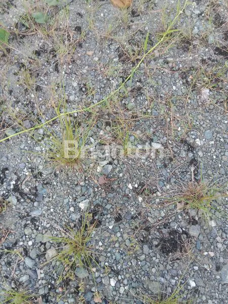 image TANAH PINGGIR SUNGAI DISAMARINDA DEKAT PINTU TOL  (3)