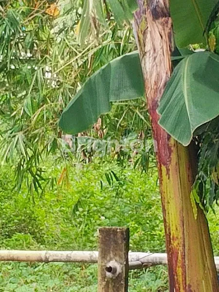 TANAH LUAS DAN SIAP USAHA PENGGARON MAJAPAHIT SEMARANG