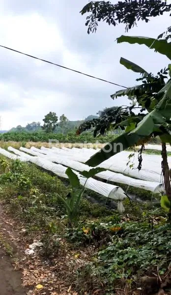 image TANAH DATAR DI DAERAH SEJUK DENGAN VIEW DANAU DAN PEGUNUNGAN (5)
