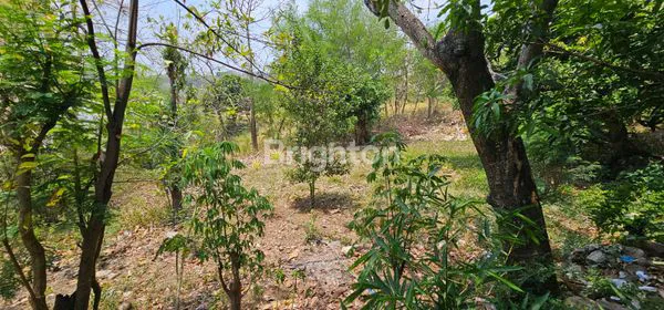 image TANAH STRATEGIS DEKAT UNDIP DIBAWAH NJOP  (4)